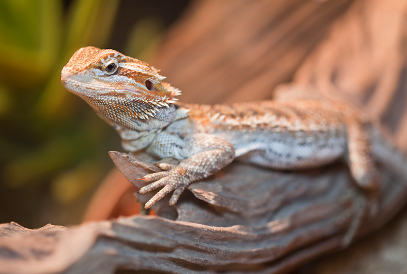 How to set up your Bearded Dragon’s home