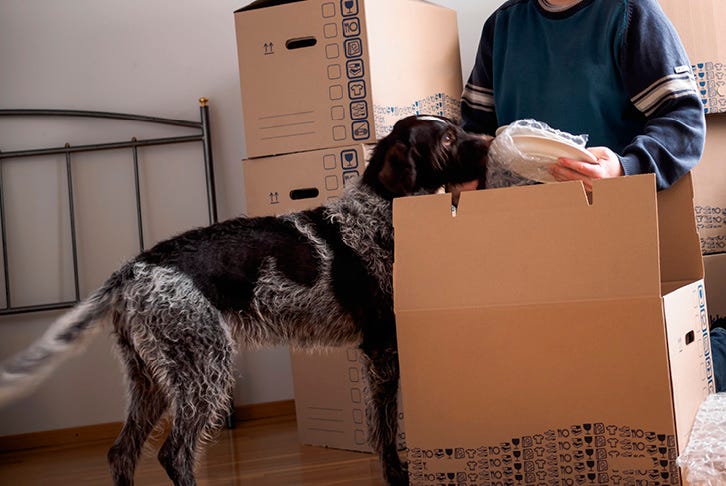 Moving house with pets