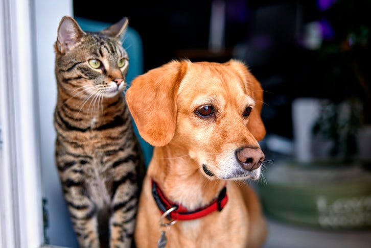 New Year routine, tips for leaving your pet home alone
