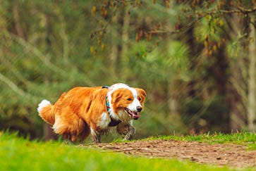 Outdoor hazards for pets