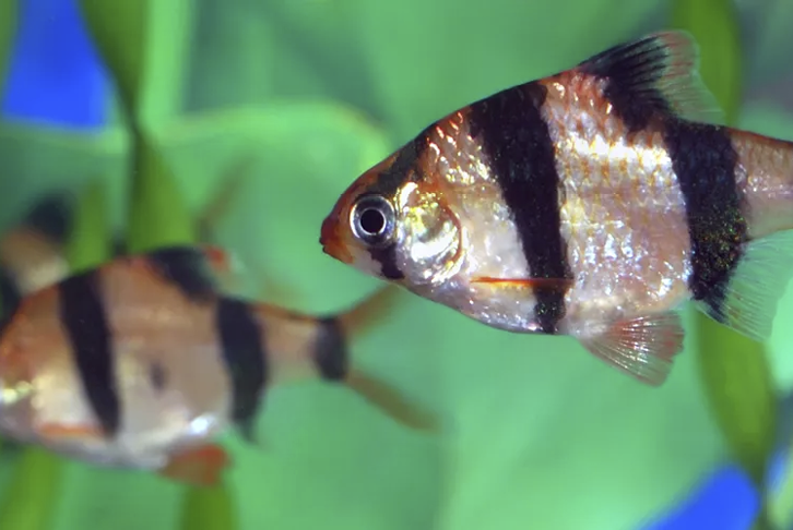 Setting up your new aquarium