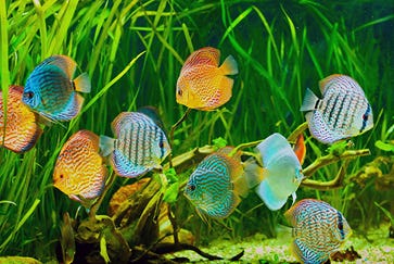 Tropical fish care guide