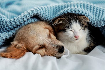 Puppy & kitten vaccinations, desexing and microchipping