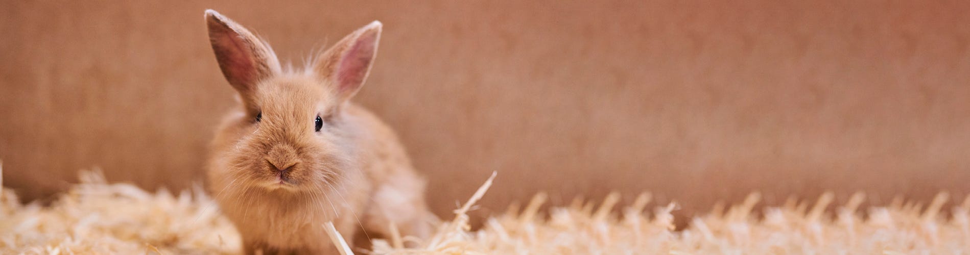 Animates new arrivals rabbit hutch