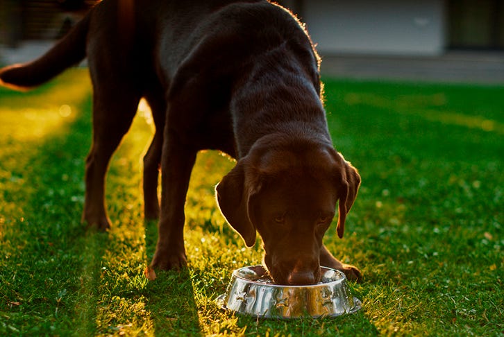 What to feed dogs and cats with sensitive stomachs