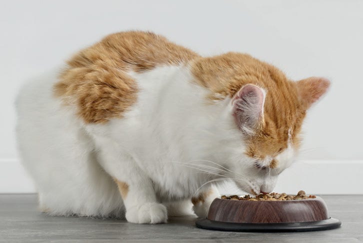 What to feed your cat - wet or dry food?