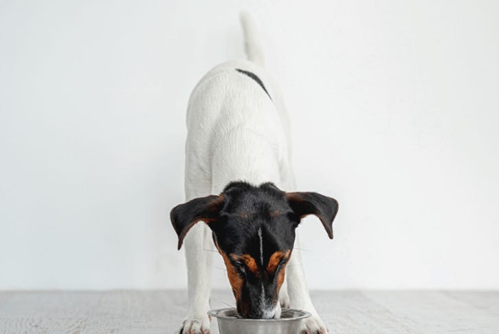 What to feed your dog - wet or dry food?