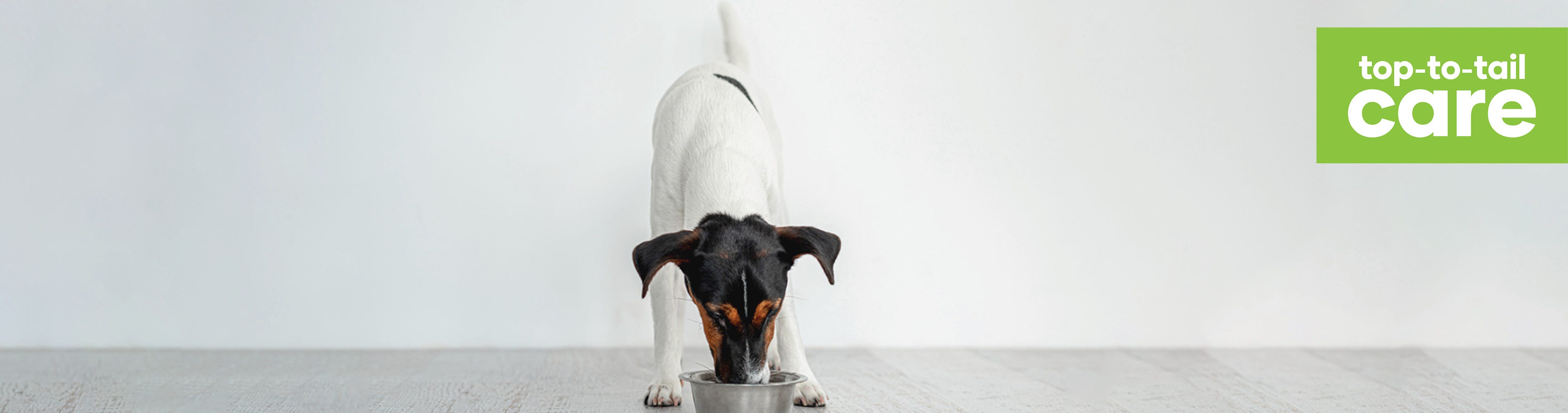 What to feed your dog - wet or dry food?