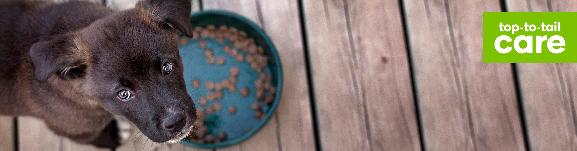 Most nutrient cheap dense dog food