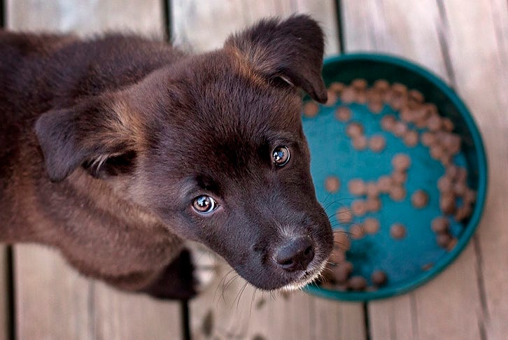 Why you should choose Superior Nutrition dog food