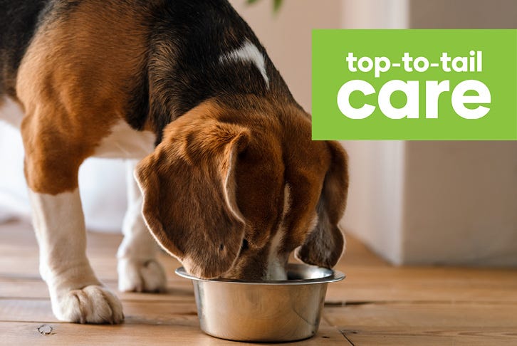 A guide to changing your dog's food