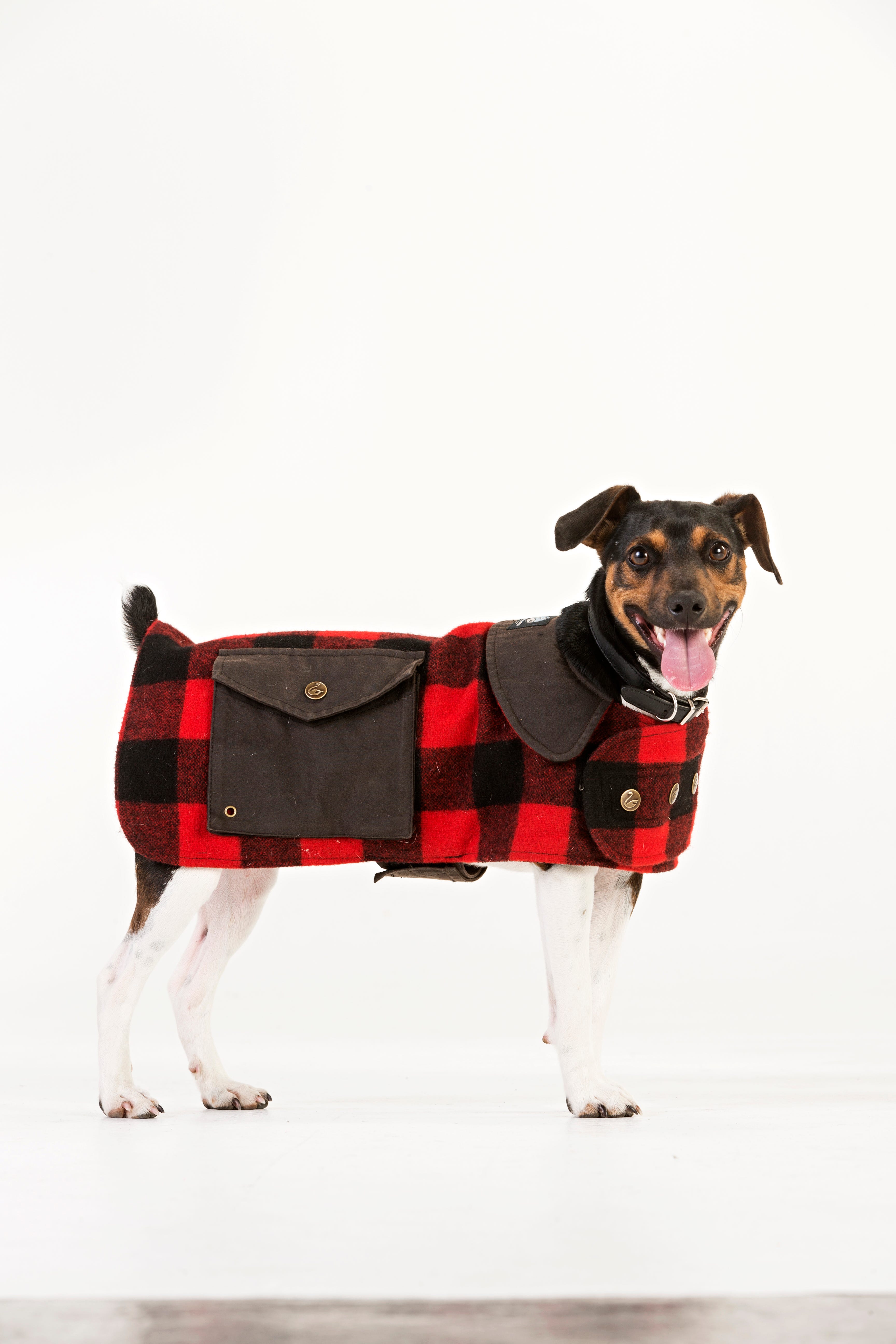 Swanndri dog jacket new arrivals