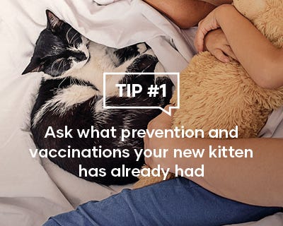 Ask what prevention and vaccinations your new kitten has already had