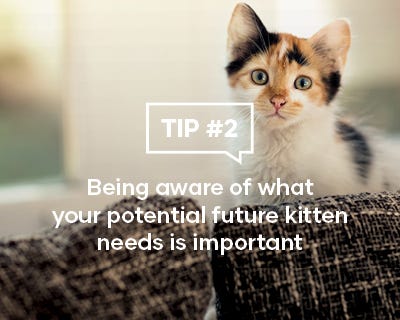 Being aware of what your potential future kitten needs is important