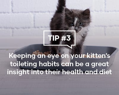 Keeping an eye on your kitten's toileting habits can be a great insight into their health and diet