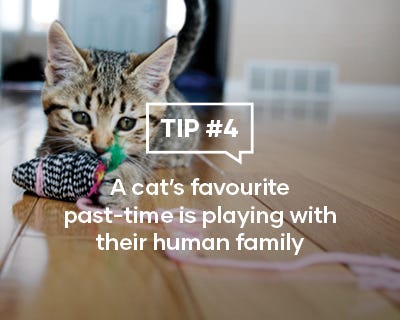 A cat's favourite past-time is playing with their human family