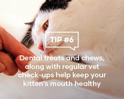 Dental treats and chews, along with regular vet check-ups help keep your kittens mouth healthy