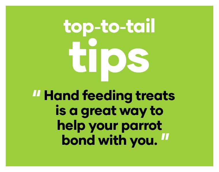 Hand feeding treats is a great way to help your parrot bond with you.