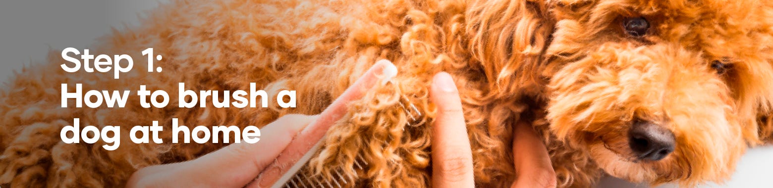 Steps to grooming a dog sale