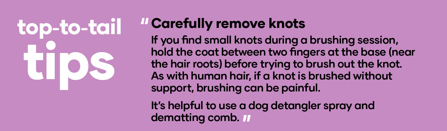 Animates dog grooming outlet
