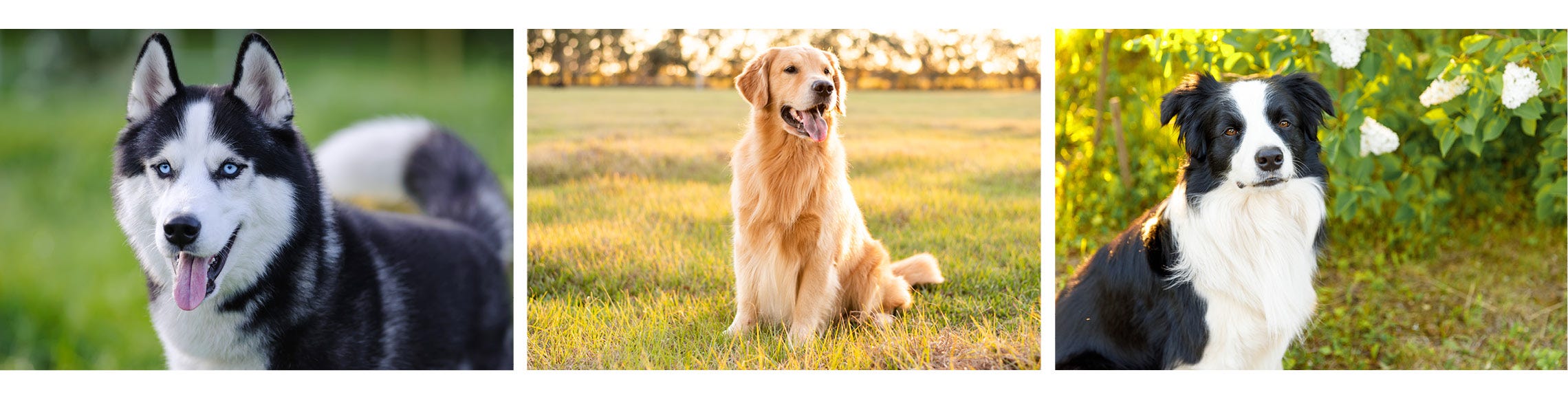 How to groom double coated dogs