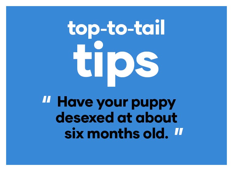 Have your puppy desexed at about six months old.