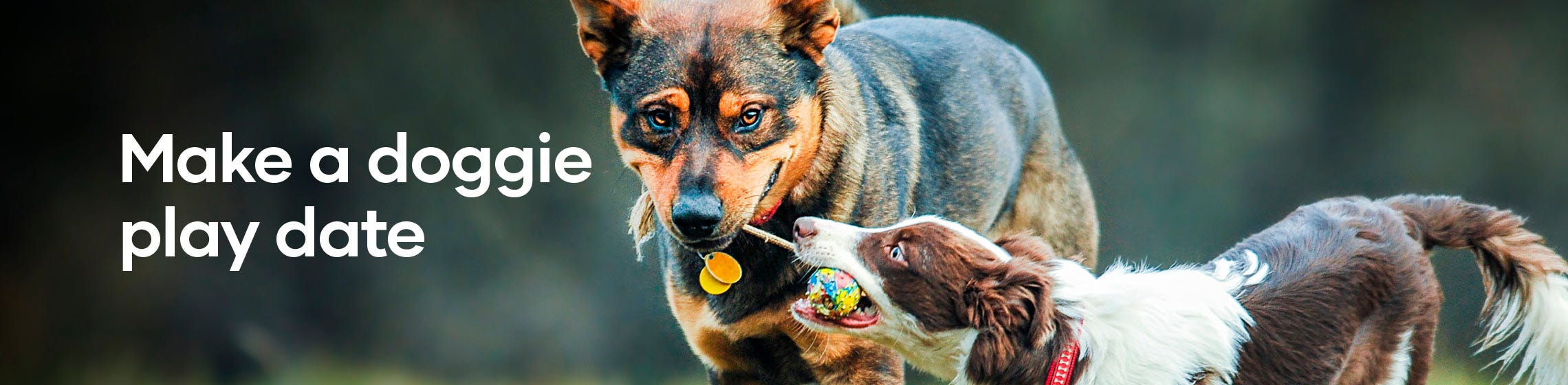 Winter boredom busters for dogs Animates Pet Supplies