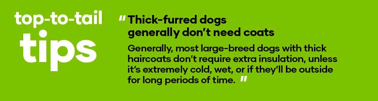 Top to Tail Care : Thick-furred dogs generally don’t need coats, Generally, most large-breed dogs with thick haircoats don’t require extra insulation, unless it’s extremely cold, wet, or if they’ll be outside for long periods of time.