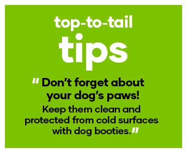 Top to Tail Care : Don’t forget about your dog’s paws! Keep them clean and protected from cold surfaces with dog booties.