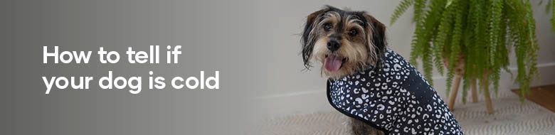 How to tell if your dog is cold 