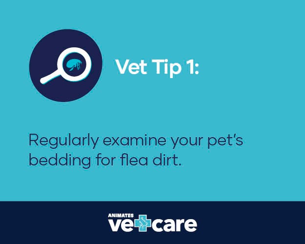 Top 20+ how to tell how bad a flea infestation is 5 How to spot the signs of fleas