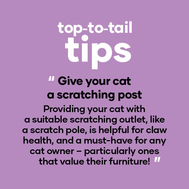Animates scratching cheap post