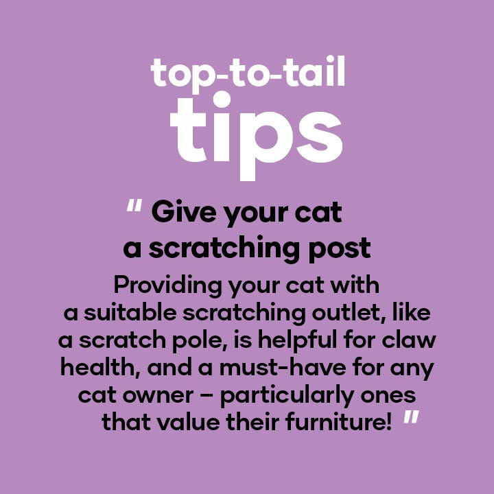 Give your cat a scratching post