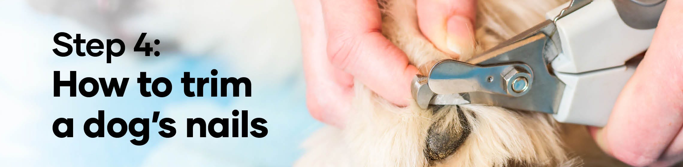 Step 4 How to trim a dog’s nails