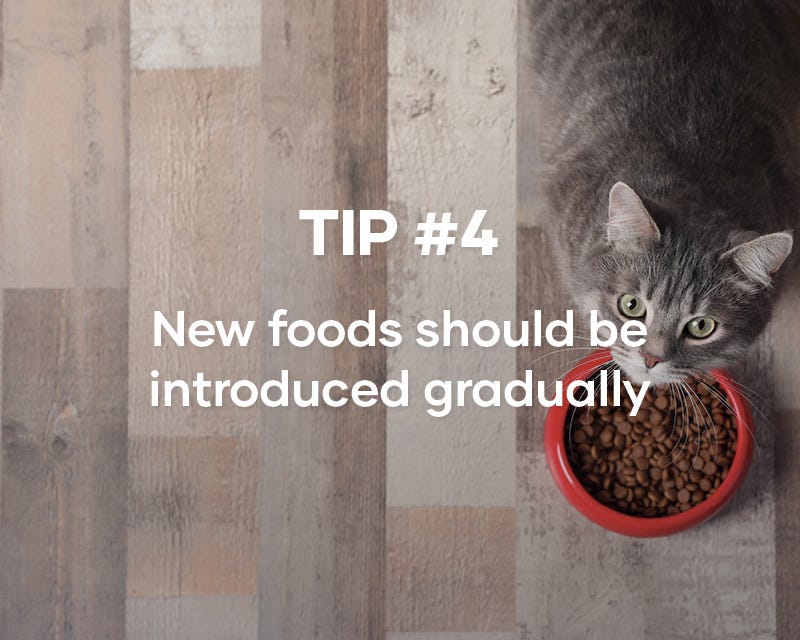 Treats are great for rewarding good behaviours with your kitten