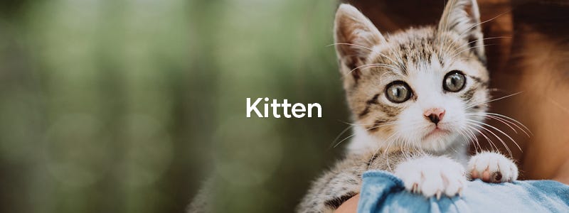 Kitten header