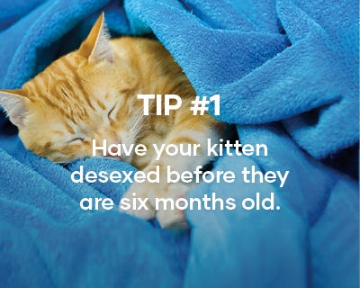 Have your kitten desexed before they are six months old.