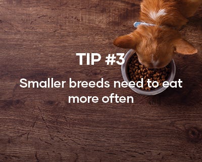 We suggest feeding your puppy a Superior Nutrition Diet