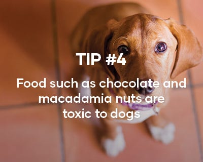 We suggest feeding your puppy a Superior Nutrition Diet