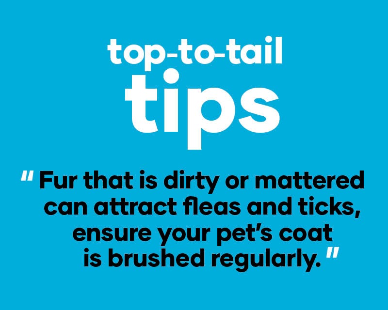 Fur that is dirty or matted can attract fleas and ticks, ensure your pet's coat is brushed regularly