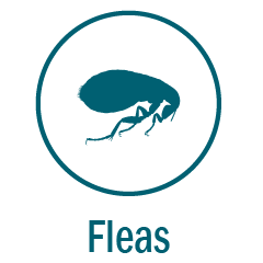 Fleas