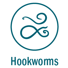 Hookworms
