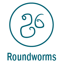 Roundworms
