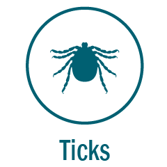 Ticks