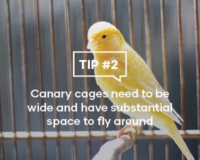 Canary cages need to be wide and have substantial space to fly around