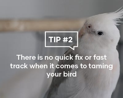 There is no quick fix or fast track when it comes to taming your bird