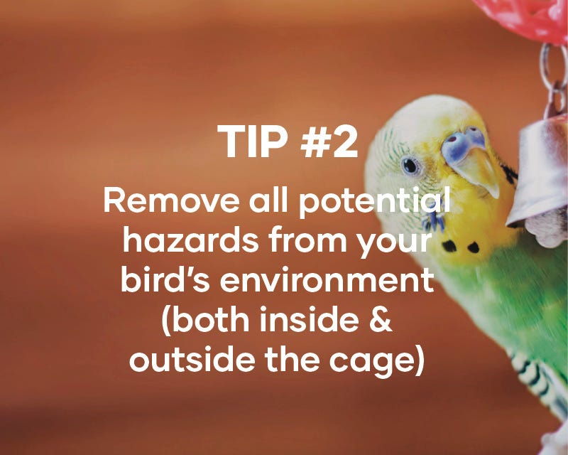 Creating a safe and happy environment for your bird Animates Pet