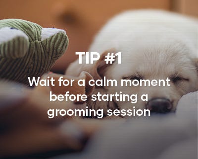 Animates deals dog grooming