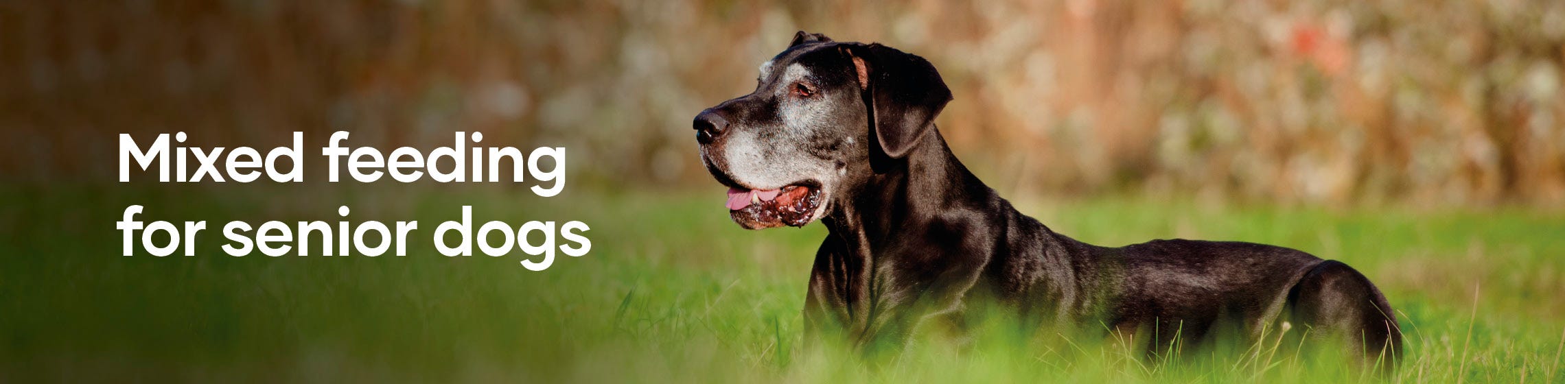 Mixed feeding for senior dogs