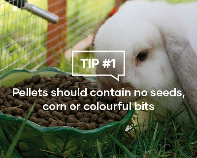 Rabbit feeding Tip one Pellets should contain no seeds, corn or colourful bits